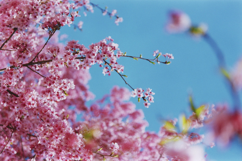 credits:©mika ninagawa Courtesy of Tomio Koyama Gallery